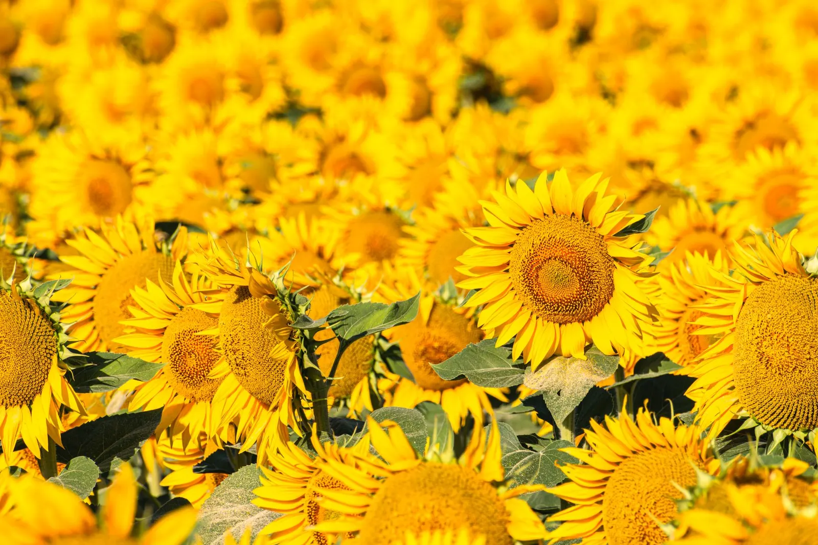 Polje suncokreta u ljetnom suncu